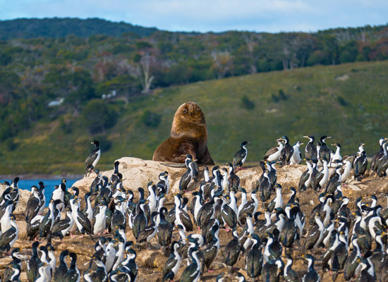 La faune marine du canal de Beagle 